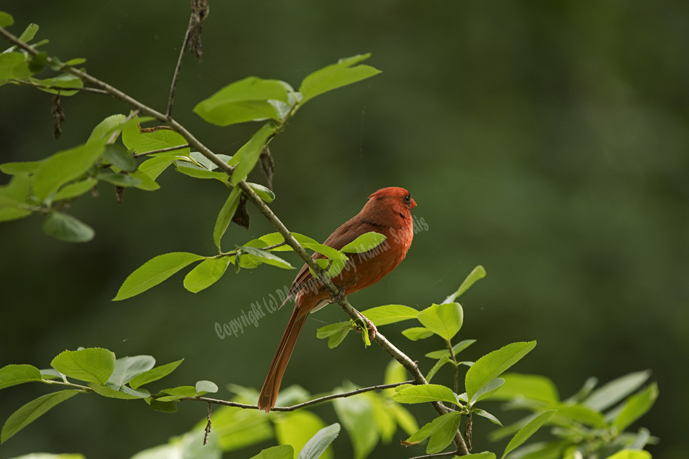 Male Northern Cardinal, Central Park, NY
